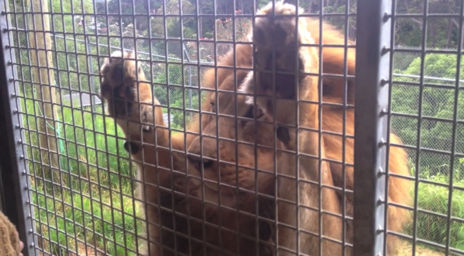 Feeding Lions – Wellington Zoo Encounter
