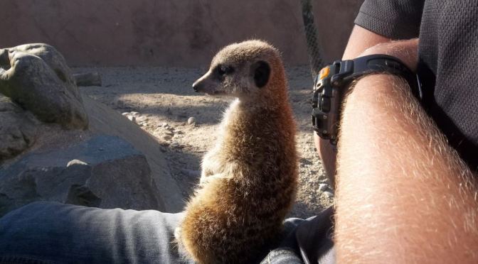 Valentines’ at the Best Little Zoo in The World – Wellington Zoo Meerkat Encounter